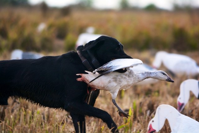 Waterfowl Hunting Memberships in Texas